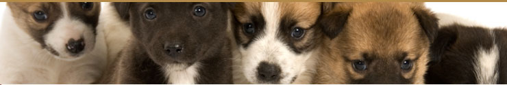 Drumbonaway Kennels
